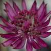 Astrantia Ruby Star - Abriachan Nurseries, The Garden On Loch Ness